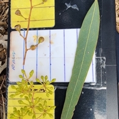 Eucalyptus crebra (Narrow-leaved Red Ironbark) at Curtin, ACT - 7 Nov 2023 by Steve818
