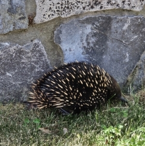 Tachyglossus aculeatus at Denman Prospect, ACT - 7 Nov 2023 02:36 PM