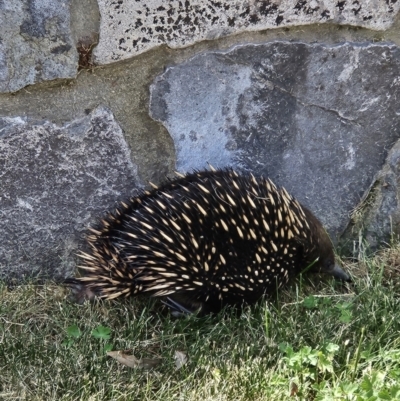 Tachyglossus aculeatus (Short-beaked Echidna) at Denman Prospect, ACT - 7 Nov 2023 by AaronClausen