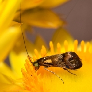 Nemophora panaeola at Mount Jerrabomberra - 7 Nov 2023 11:47 AM