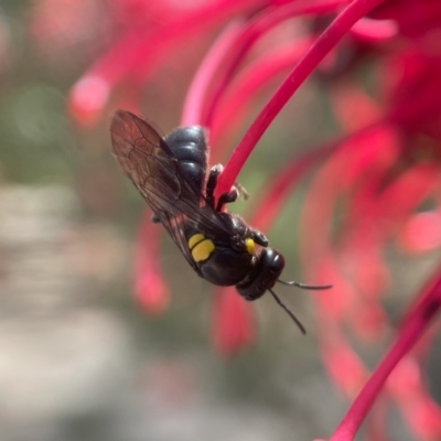 Amphylaeus morosus at Canberra Central, ACT - 7 Nov 2023 by PeterA