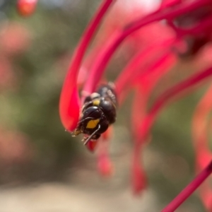 Amphylaeus morosus at ANBG - 7 Nov 2023