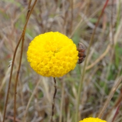 Edusella lineata (Leaf beetle) at Mulligans Flat - 4 Nov 2023 by AndyRussell