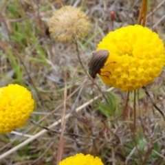 Edusella lineata at Mulligans Flat - 4 Nov 2023