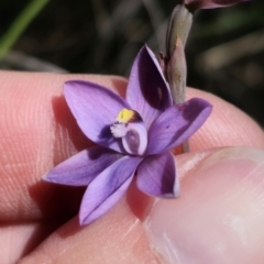 Thelymitra sp. (A Sun Orchid) at Captains Flat, NSW - 6 Nov 2023 by Csteele4