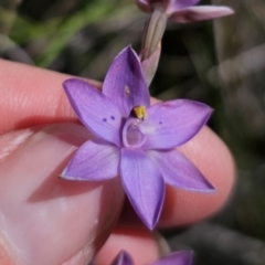 Thelymitra sp. at QPRC LGA - suppressed