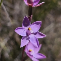 Thelymitra sp. at QPRC LGA - suppressed