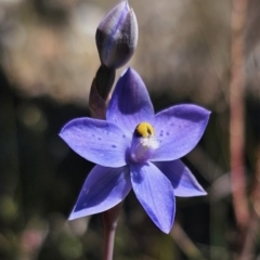 Thelymitra simulata (Graceful Sun-orchid) at QPRC LGA - 7 Nov 2023 by Csteele4