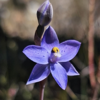 Thelymitra simulata (Graceful Sun-orchid) at Captains Flat, NSW - 6 Nov 2023 by Csteele4
