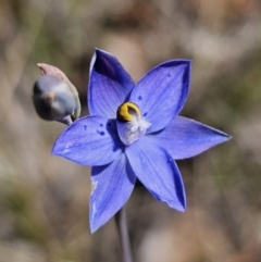 Thelymitra simulata at QPRC LGA - 7 Nov 2023