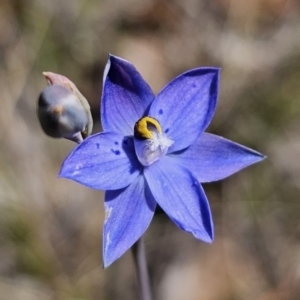 Thelymitra simulata at QPRC LGA - 7 Nov 2023