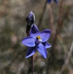 Thelymitra simulata at QPRC LGA - suppressed