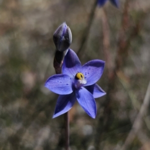 Thelymitra simulata at QPRC LGA - suppressed