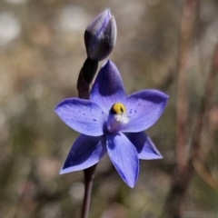 Thelymitra simulata at QPRC LGA - 7 Nov 2023