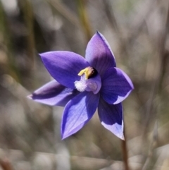 Thelymitra sp. (A Sun Orchid) at Captains Flat, NSW - 6 Nov 2023 by Csteele4