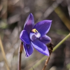 Thelymitra sp. at QPRC LGA - suppressed