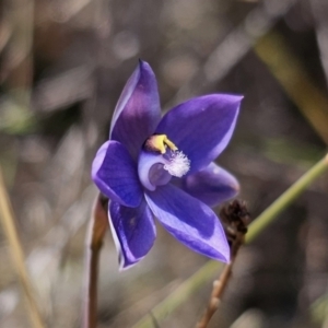 Thelymitra sp. at QPRC LGA - suppressed