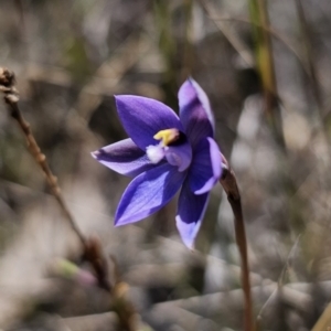 Thelymitra sp. at QPRC LGA - suppressed