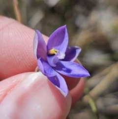 Thelymitra sp. at QPRC LGA - suppressed