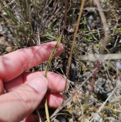 Thelymitra sp. at QPRC LGA - suppressed