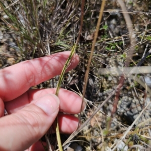 Thelymitra sp. at QPRC LGA - suppressed