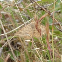 Scopula rubraria (Reddish Wave, Plantain Moth) at Sutton, NSW - 4 Nov 2023 by AndyRussell