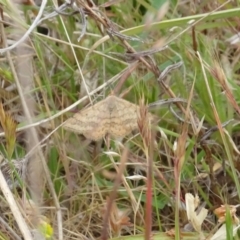 Scopula rubraria at Sutton, NSW - 4 Nov 2023