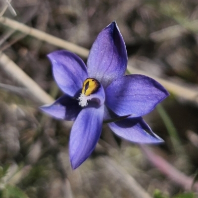 Thelymitra sp. (A Sun Orchid) at Captains Flat, NSW - 6 Nov 2023 by Csteele4