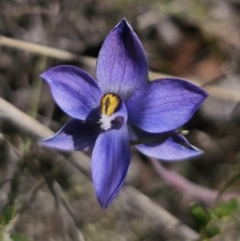 Thelymitra sp. at QPRC LGA - 7 Nov 2023