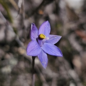 Thelymitra sp. at QPRC LGA - 7 Nov 2023