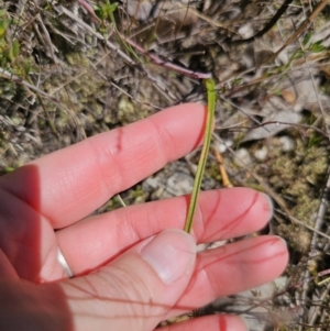 Thelymitra sp. at QPRC LGA - 7 Nov 2023