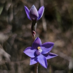 Thelymitra sp. (A Sun Orchid) at QPRC LGA - 6 Nov 2023 by Csteele4