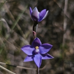 Thelymitra sp. at QPRC LGA - 7 Nov 2023