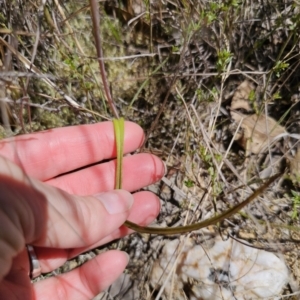 Thelymitra sp. at QPRC LGA - 7 Nov 2023