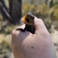 Amphibolurus muricatus (Jacky Lizard) at QPRC LGA - 7 Nov 2023 by Csteele4