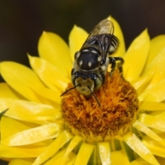 Megachile (Eutricharaea) macularis (Leafcutter bee, Megachilid bee) at Mount Jerrabomberra - 7 Nov 2023 by DianneClarke