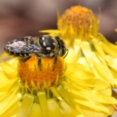 Megachile (Eutricharaea) macularis at QPRC LGA - 7 Nov 2023 11:32 AM