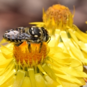 Megachile (Eutricharaea) macularis at QPRC LGA - 7 Nov 2023