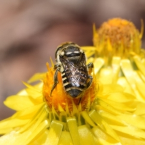 Megachile (Eutricharaea) macularis at QPRC LGA - 7 Nov 2023 11:32 AM