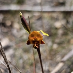 Diuris semilunulata (Late Leopard Orchid) at Captains Flat, NSW - 7 Nov 2023 by Csteele4