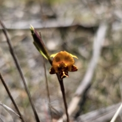 Diuris semilunulata at QPRC LGA - 7 Nov 2023