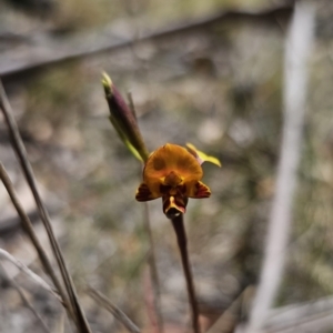 Diuris semilunulata at QPRC LGA - suppressed