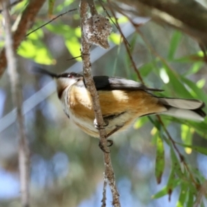 Acanthorhynchus tenuirostris at GG182 - 7 Nov 2023