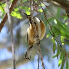 Acanthorhynchus tenuirostris at GG182 - 7 Nov 2023