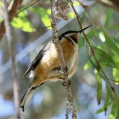 Acanthorhynchus tenuirostris at GG182 - 7 Nov 2023