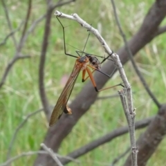 Harpobittacus (genus) (Hangingfly) at Mulligans Flat - 4 Nov 2023 by AndyRussell