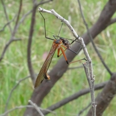 Harpobittacus (genus) (Hangingfly) at Mulligans Flat - 4 Nov 2023 by AndyRussell