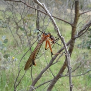 Harpobittacus sp. (genus) at Mulligans Flat - 4 Nov 2023