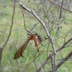 Harpobittacus sp. (genus) at Mulligans Flat - 4 Nov 2023