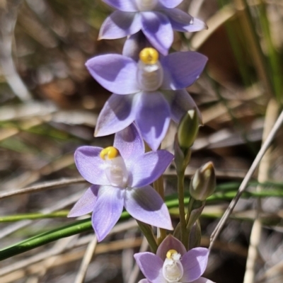 Thelymitra peniculata (Blue Star Sun-orchid) at Captains Flat, NSW - 7 Nov 2023 by Csteele4